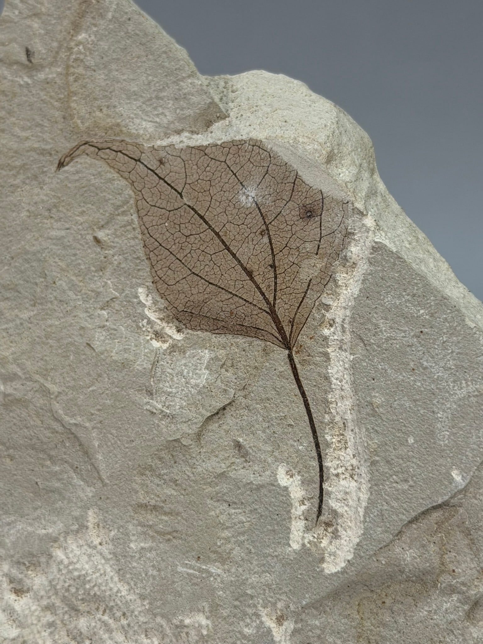 Poplar Leaf Fossil - 3