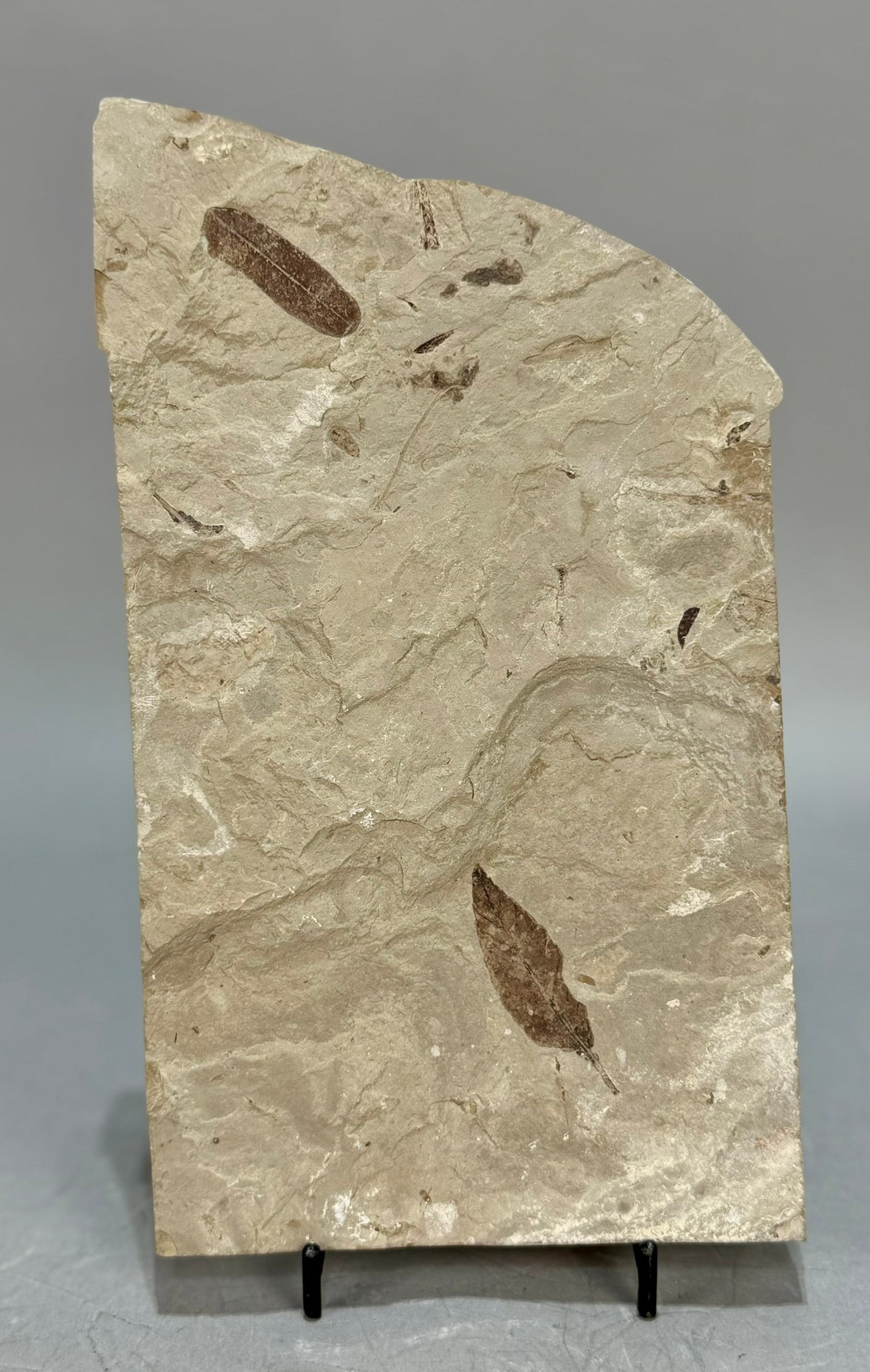 Walnut and Other Leaves Fossil: Walnut leaf (Pterocarya Roanensis) and other foliage fossil from the Green River area. Eocene Age. 8.25" x 4.75" x .5". 24 ounces.