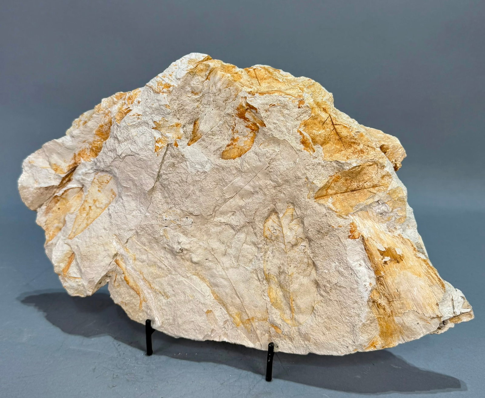 Leaf Fossil Plate - 2