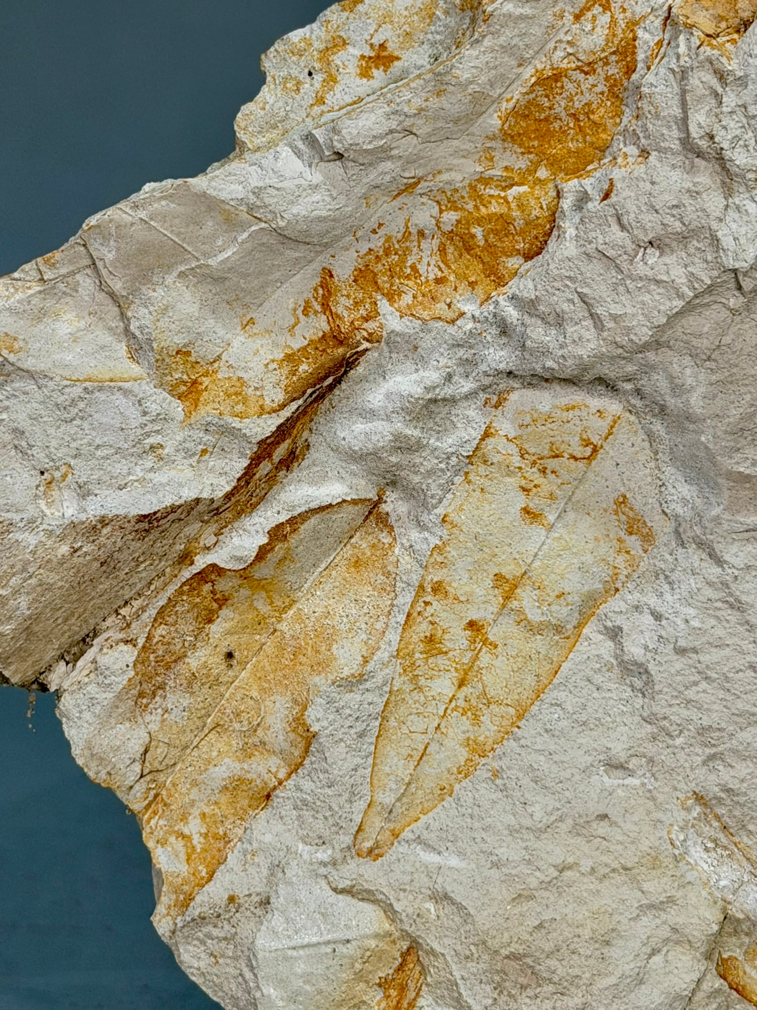 Leaf Fossil Plate - 3
