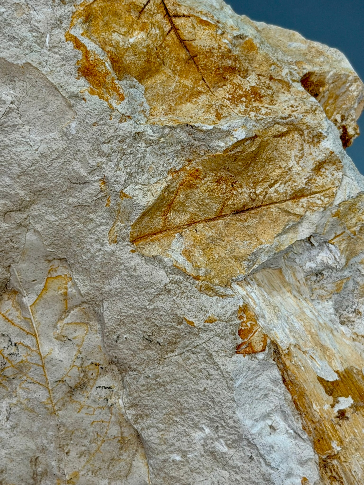 Leaf Fossil Plate - 4