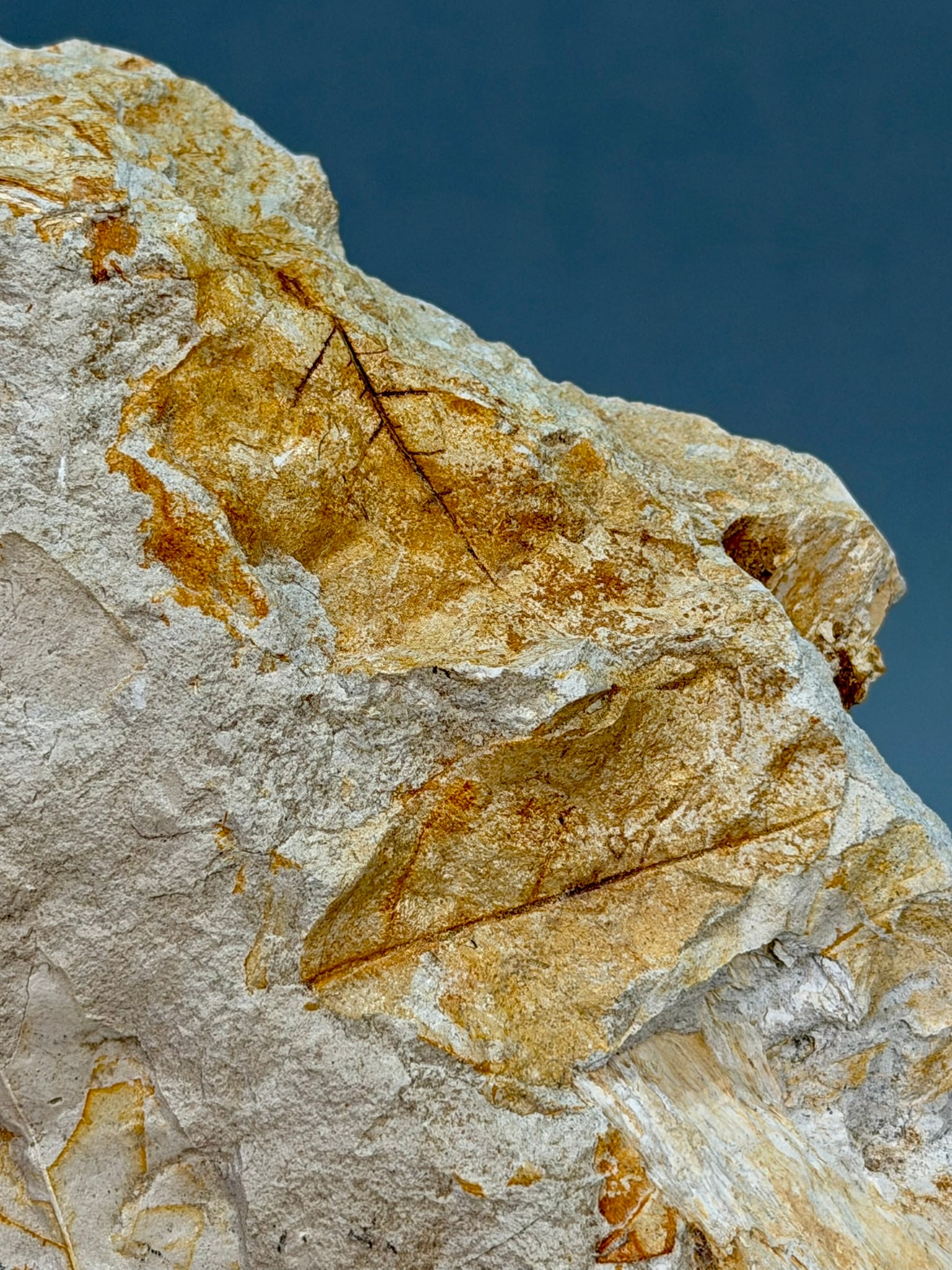 Leaf Fossil Plate - 5