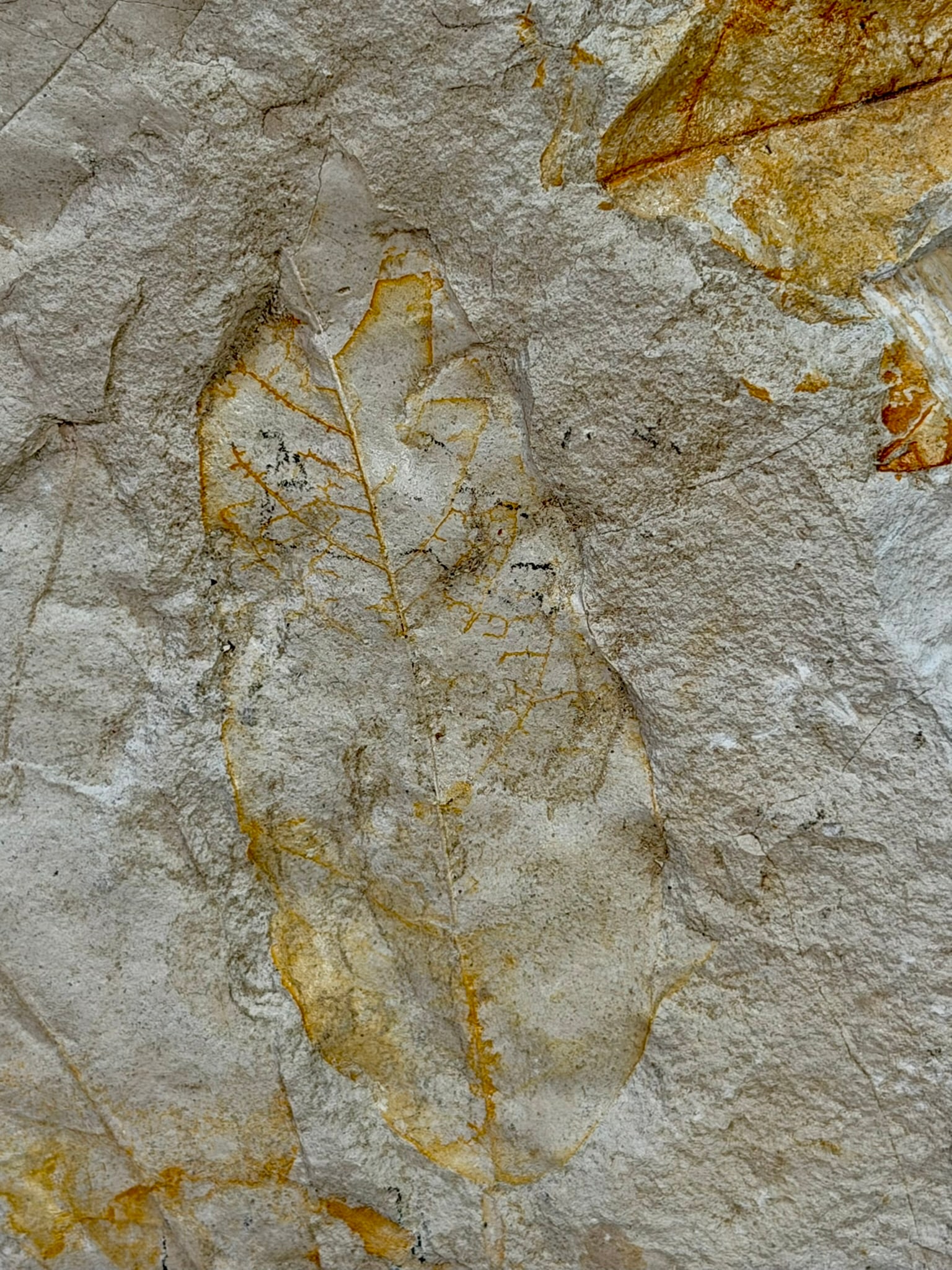 Leaf Fossil Plate - 6