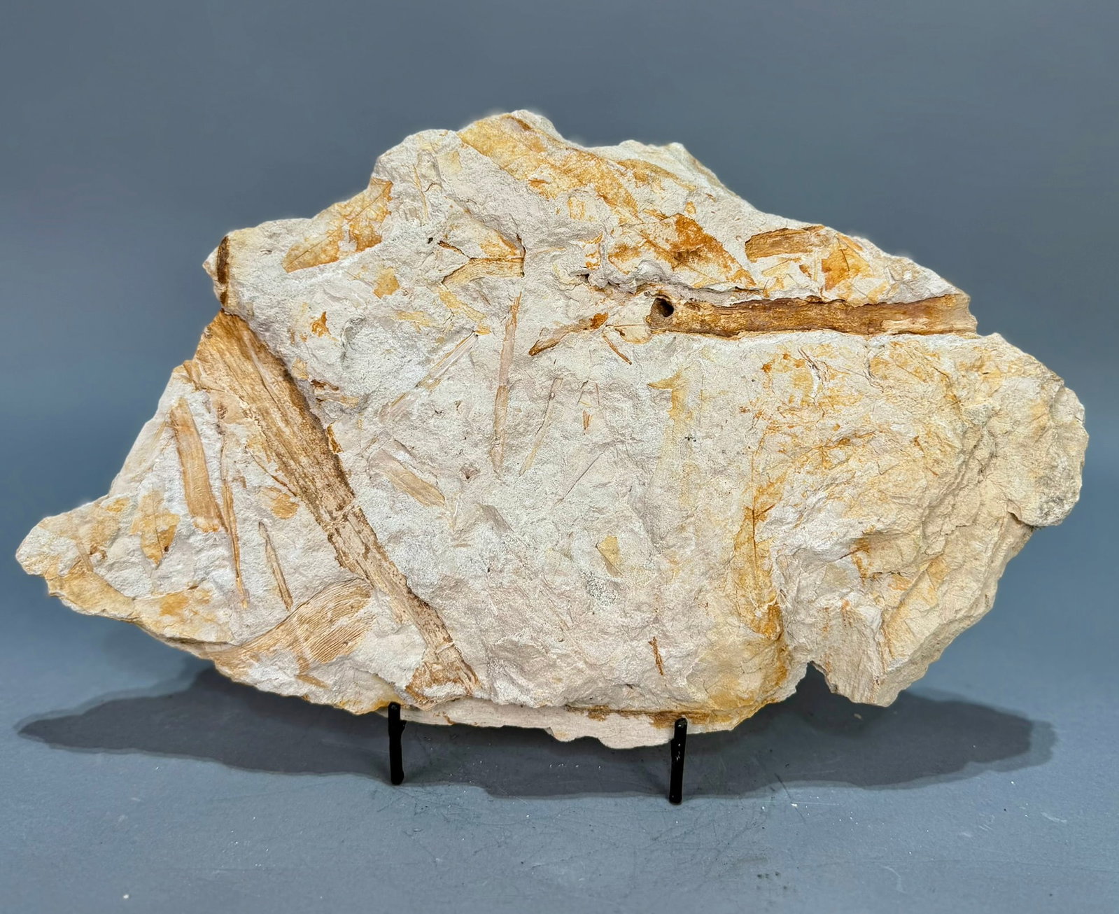 Leaf Fossil Plate - 7