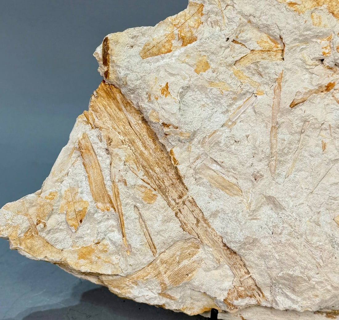 Leaf Fossil Plate - 8