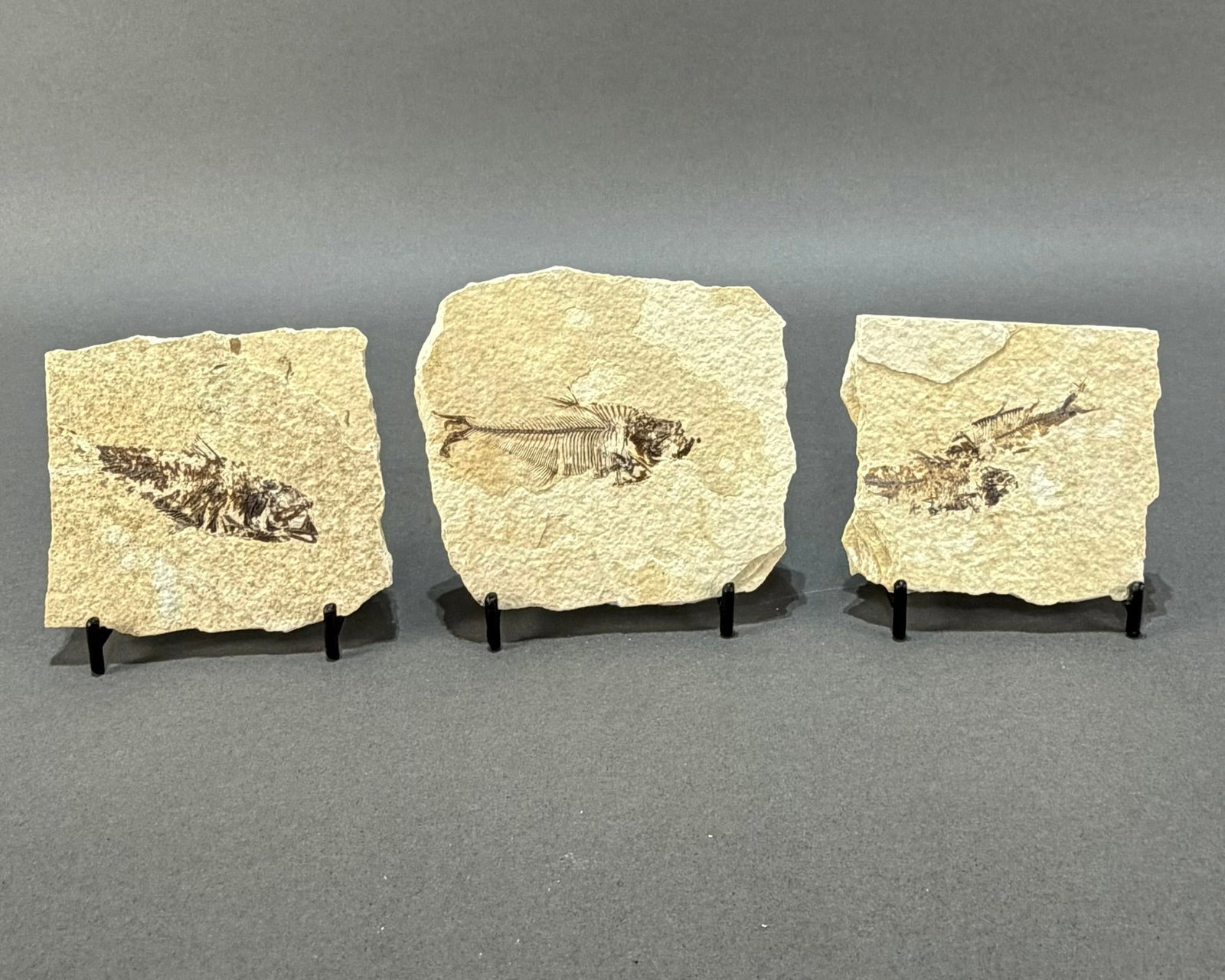 Three Green River Fish Fossil Plates: Three fish fossil plates from the Green River in Wyoming. 11 ounces total.
