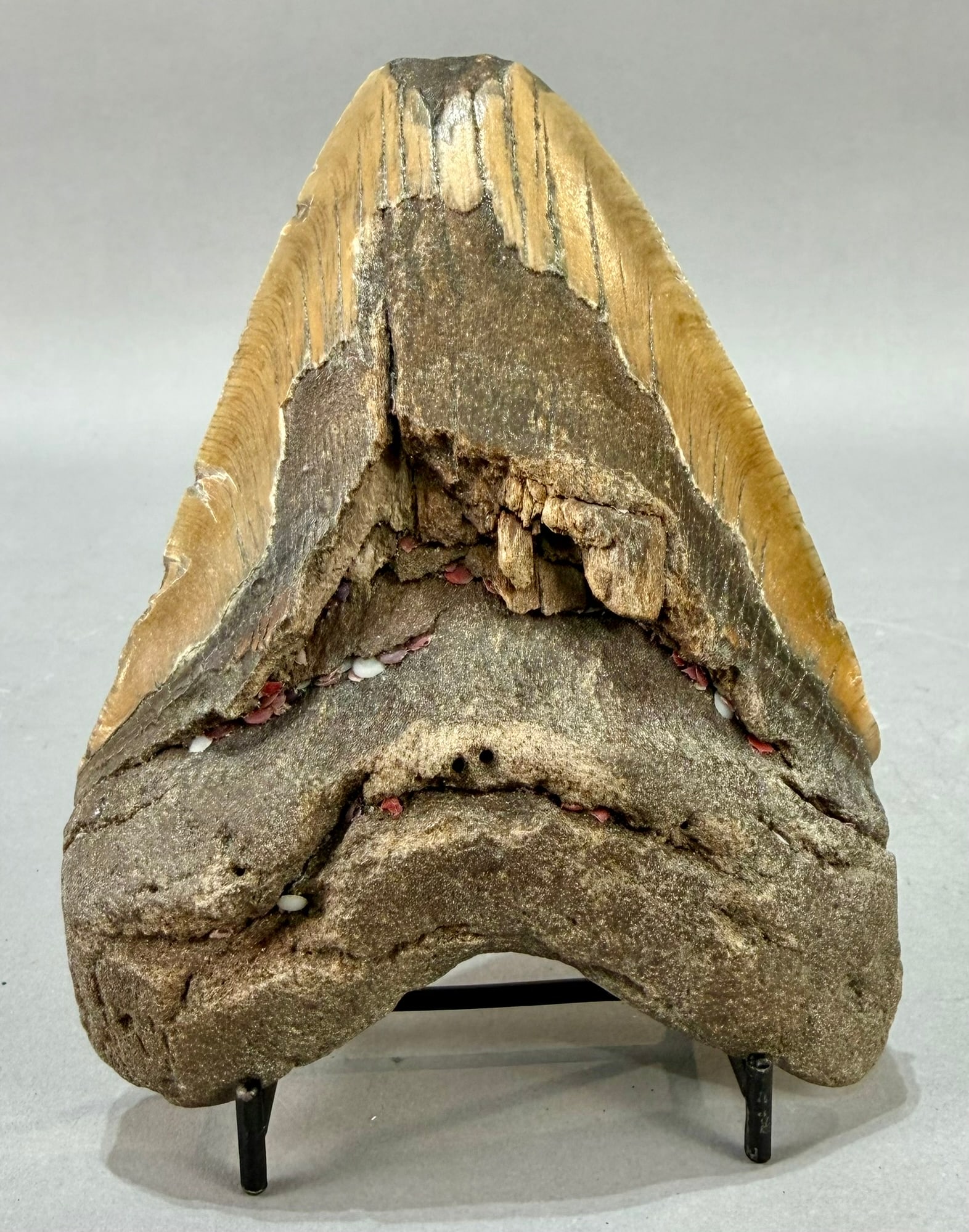 Huge Megalodon Shark Tooth Fossil: Huge megalodon shark tooth fossil from the North Carolina area. 5.5" x 4.25" x 1.25". 15 ounces.