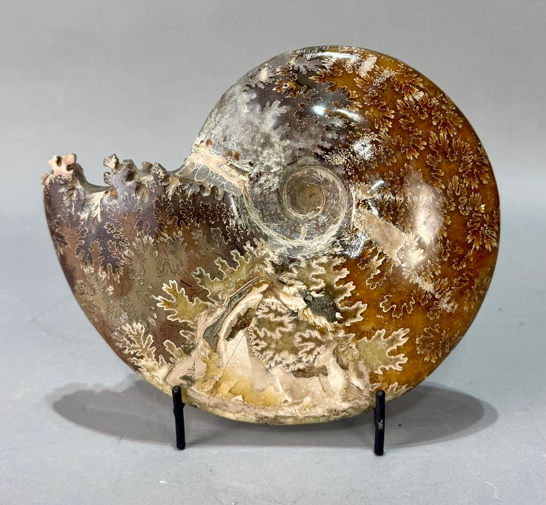 Polished End-Chambered Ammonite Fossil: Polished end-chambered ammonite fossil from Madagascar. 6" x 7" x 1.75". 2 lb, 13 ounces.