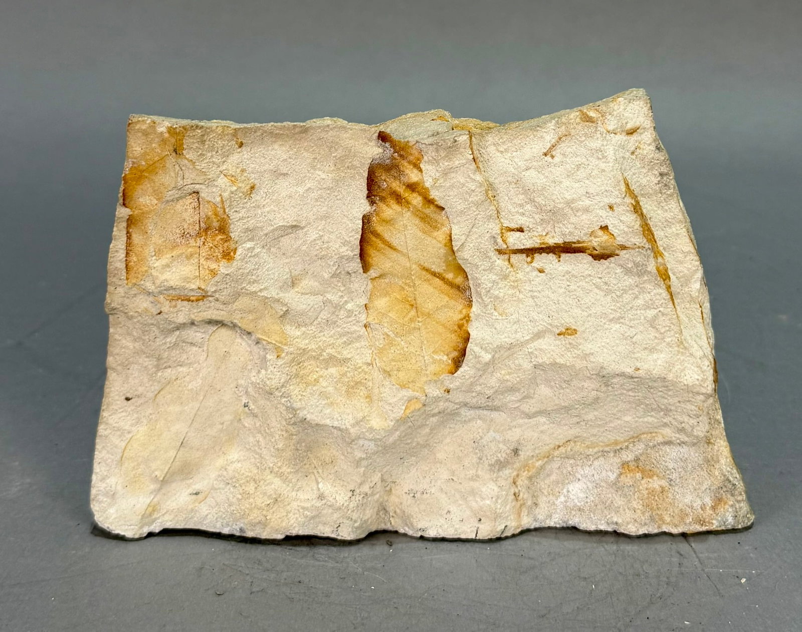 Leaf Fossil Plate: Multiple leaf fossil plate from the Catahoula Formation in Huntsville, Texas. Oligocene Age. 4.25" x 6.5" x 2.5". 2 lb, 13 ounces.