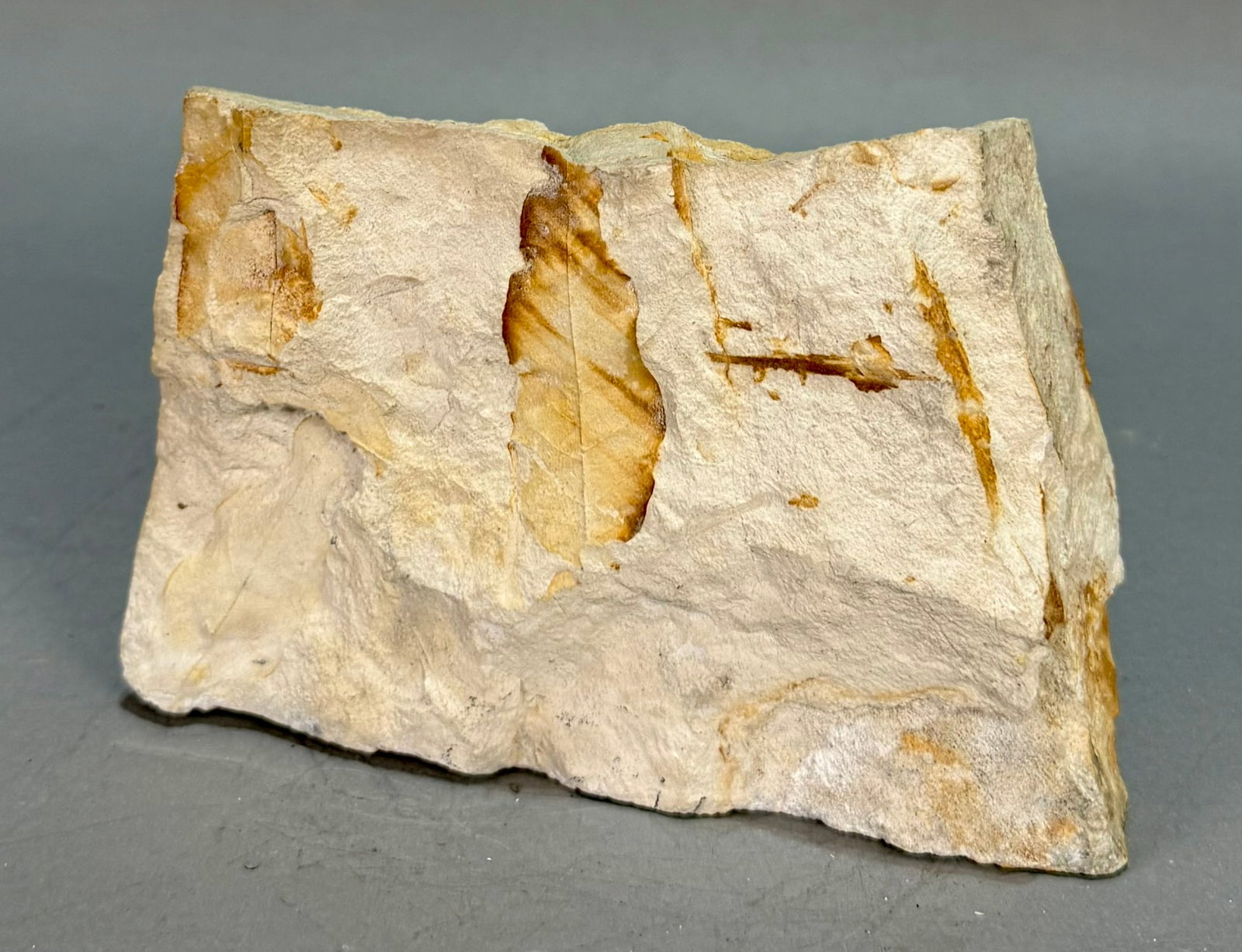Leaf Fossil Plate - 2