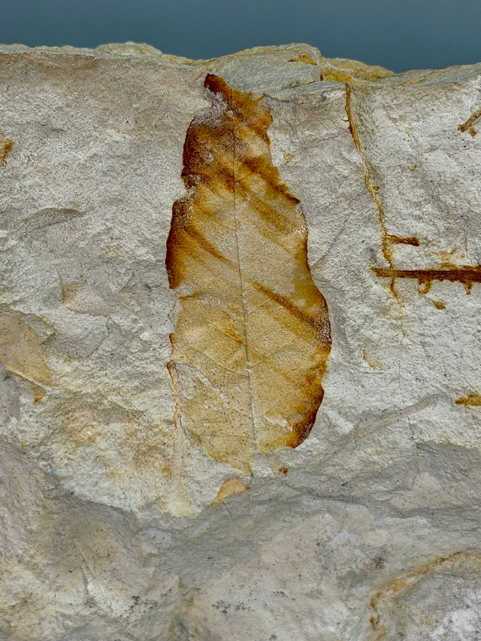 Leaf Fossil Plate - 3