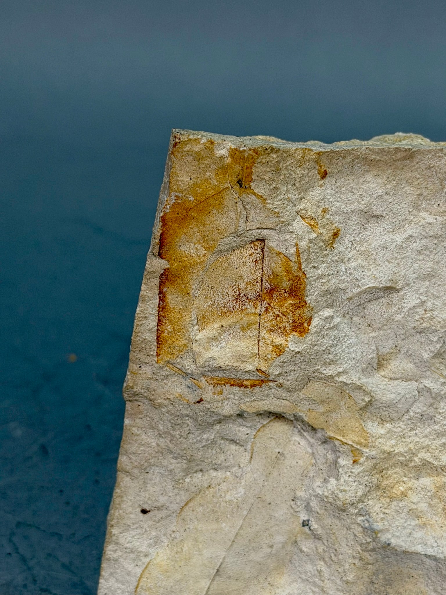 Leaf Fossil Plate - 4