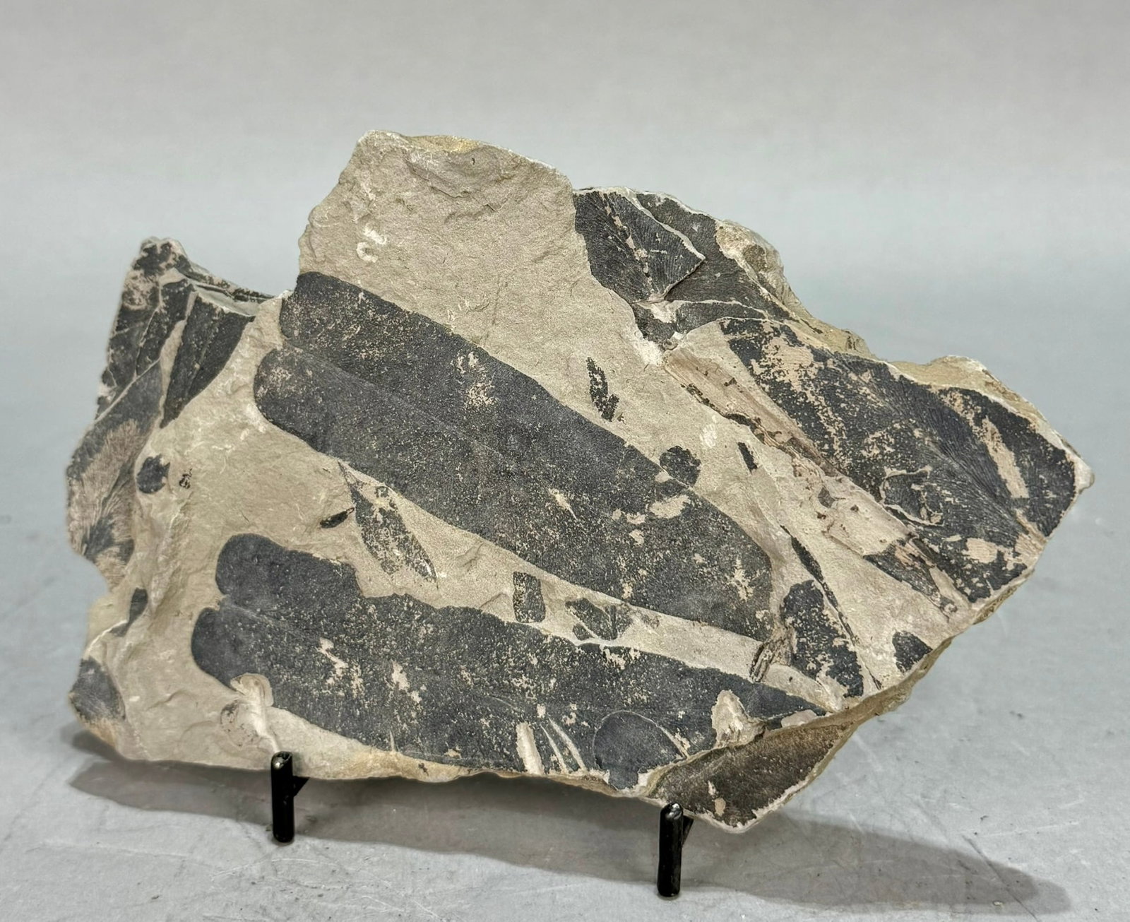 Leaf Fossil Plate - 2