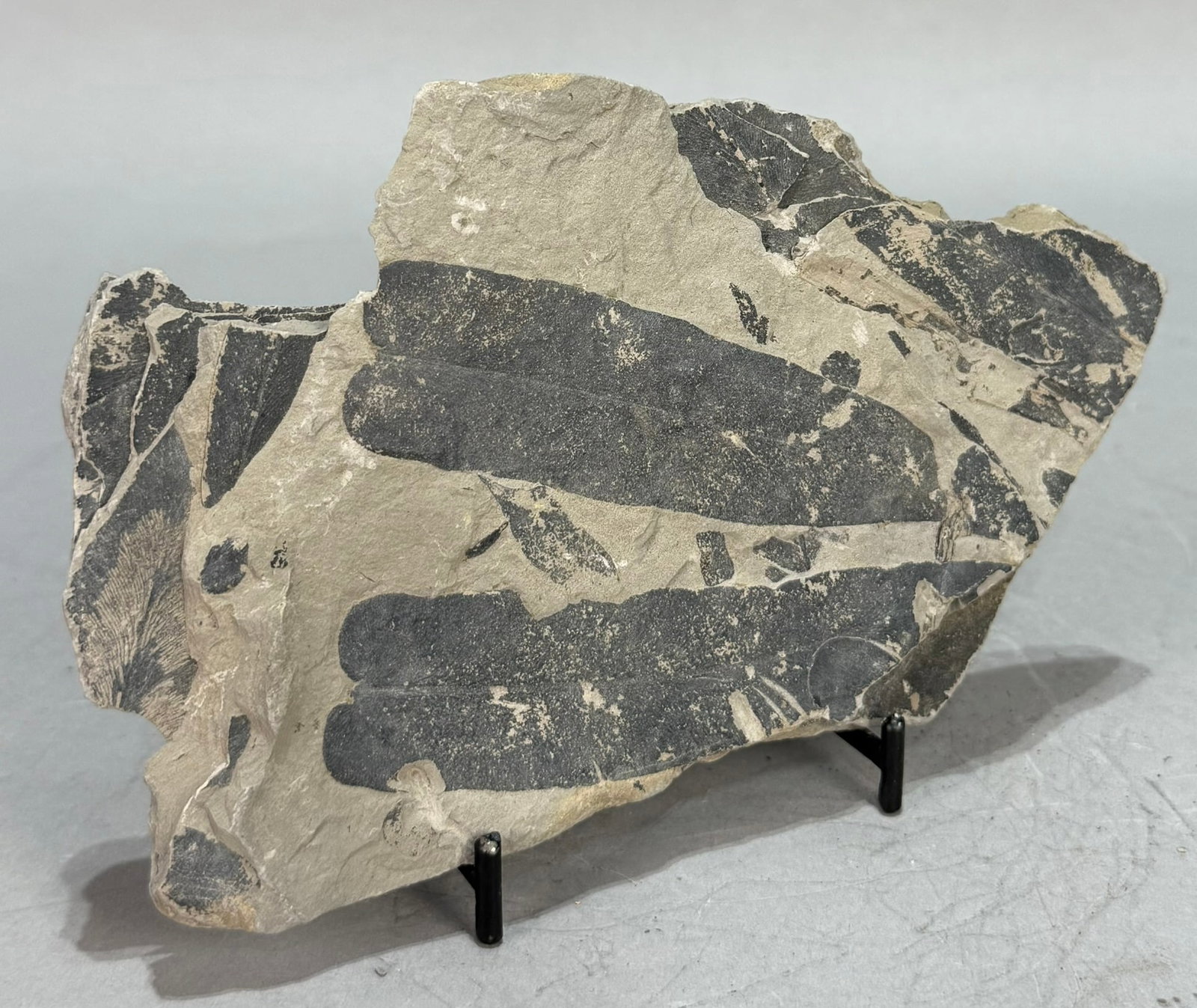 Leaf Fossil Plate - 3