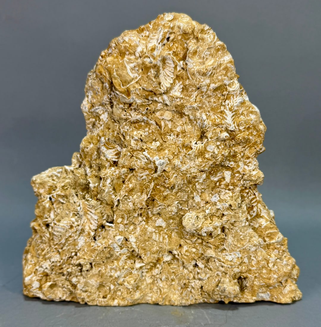 Large Fluted Clam Rastellum Fossil Formation: Large fluted clam (rastellum) fossil formation from the Duck Creek Formation in Lake Texoma, Texas. Cretaceous Age. 9.5" x 10" x 2.25". 8 lb, 4 ounces.