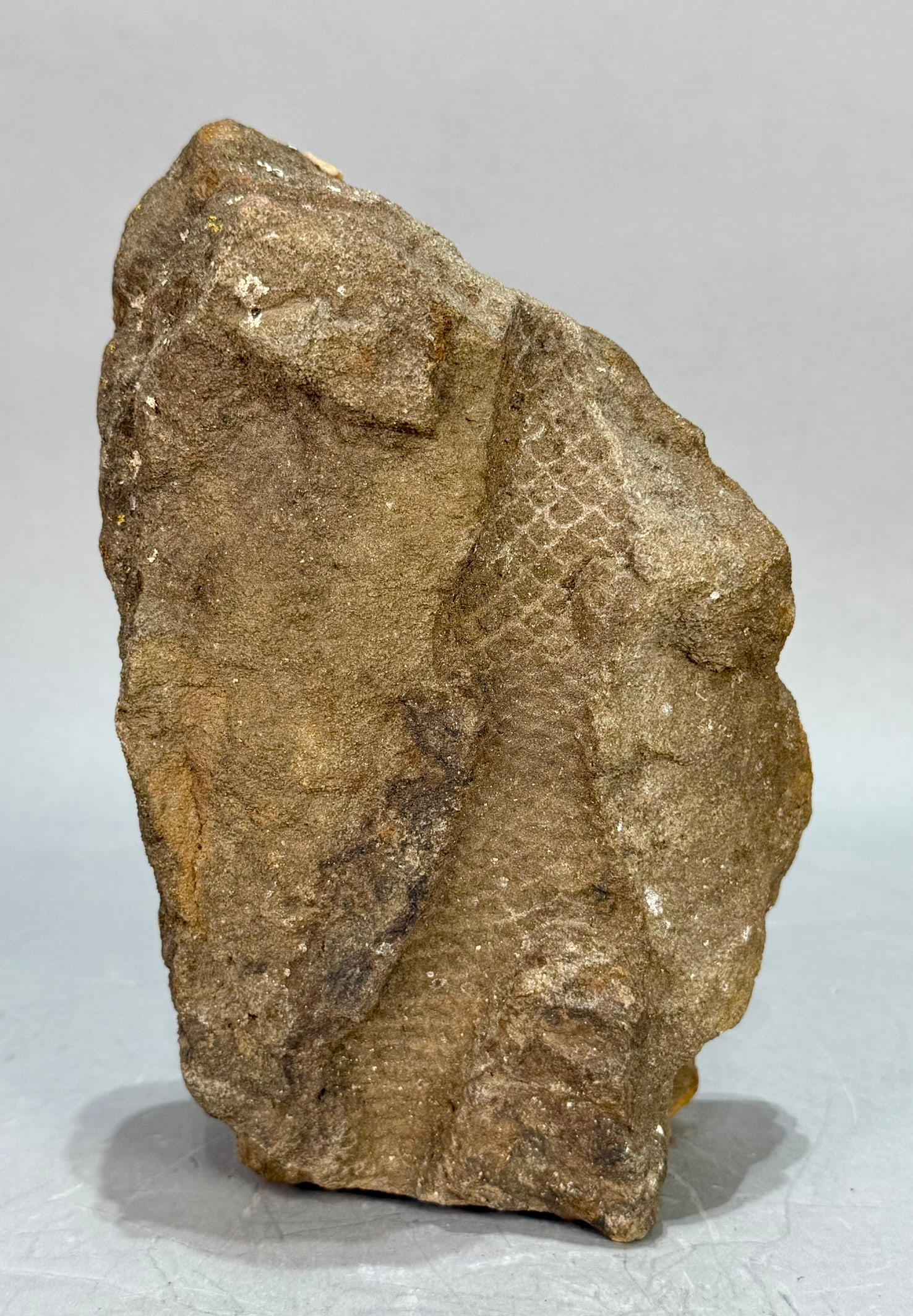Lepidodendron Impression Fossil: Lepidodendron plant impression from Kansas. Pennsylvanian Age. 8" x 5.25" x 2.5". 4 lb, 13 ounces.