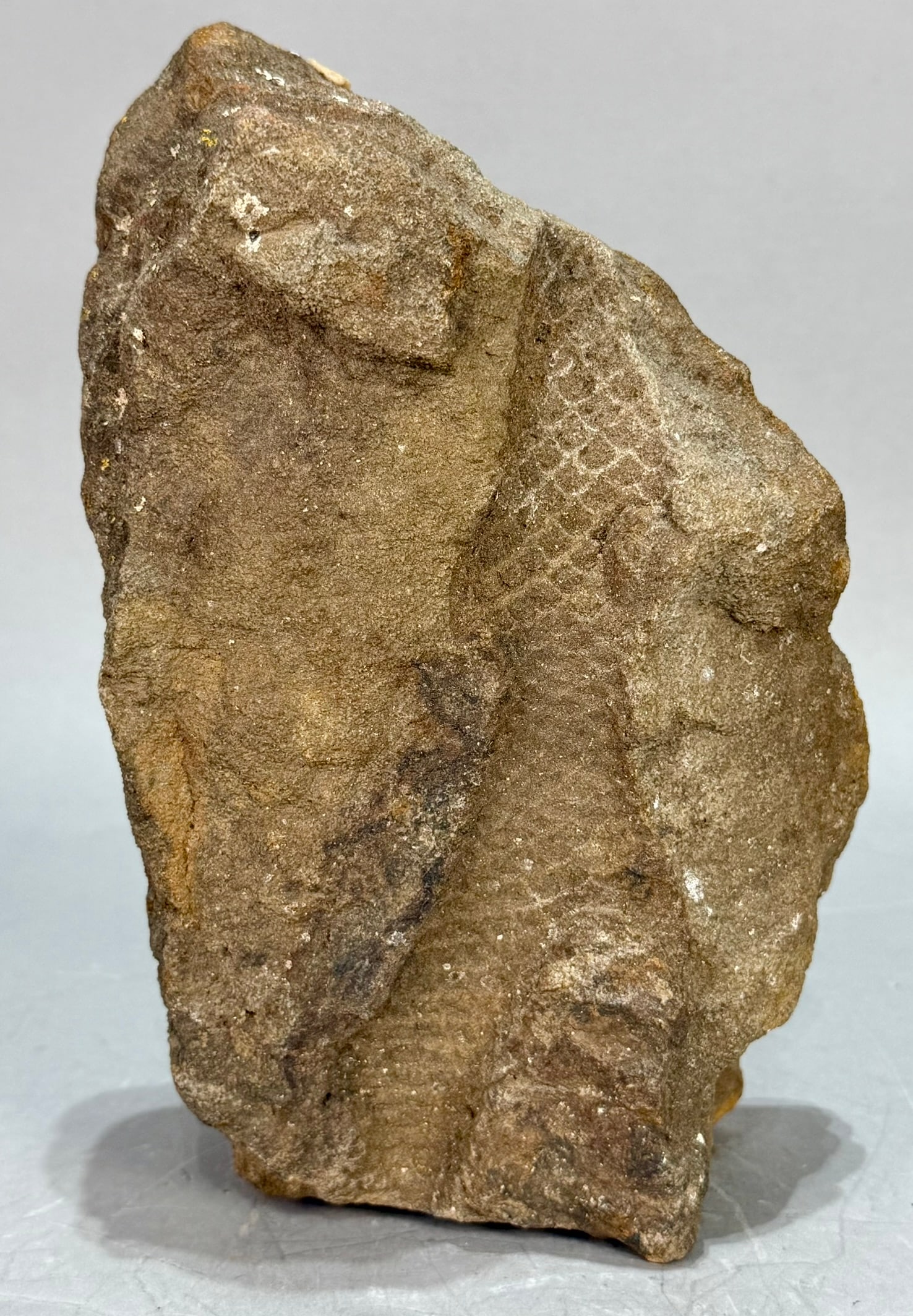 Lepidodendron Impression Fossil - 2
