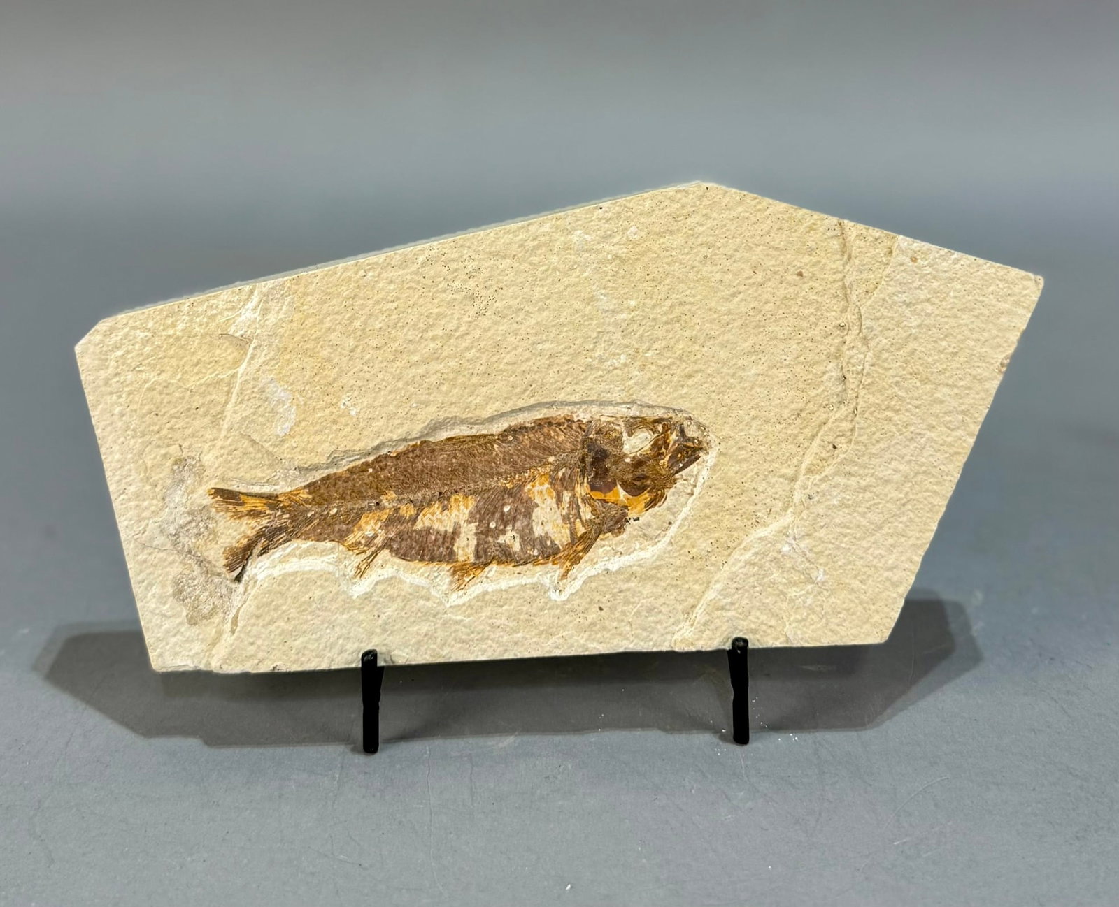 Green River Fish Fossil (1 of 6)