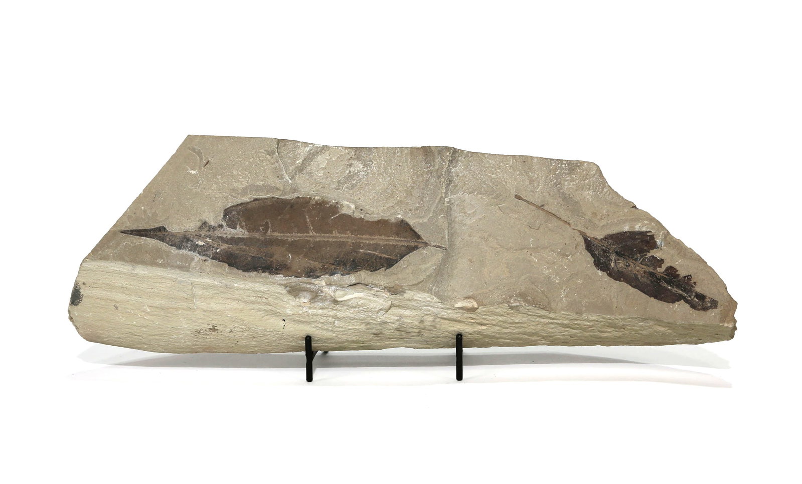 Green River Leaf Fossil: Large leaf fossil from the Green River. Eocene Age. Beautiful detail. 4" x 13.5" x 1.75". 5 lbs, 7 oz.