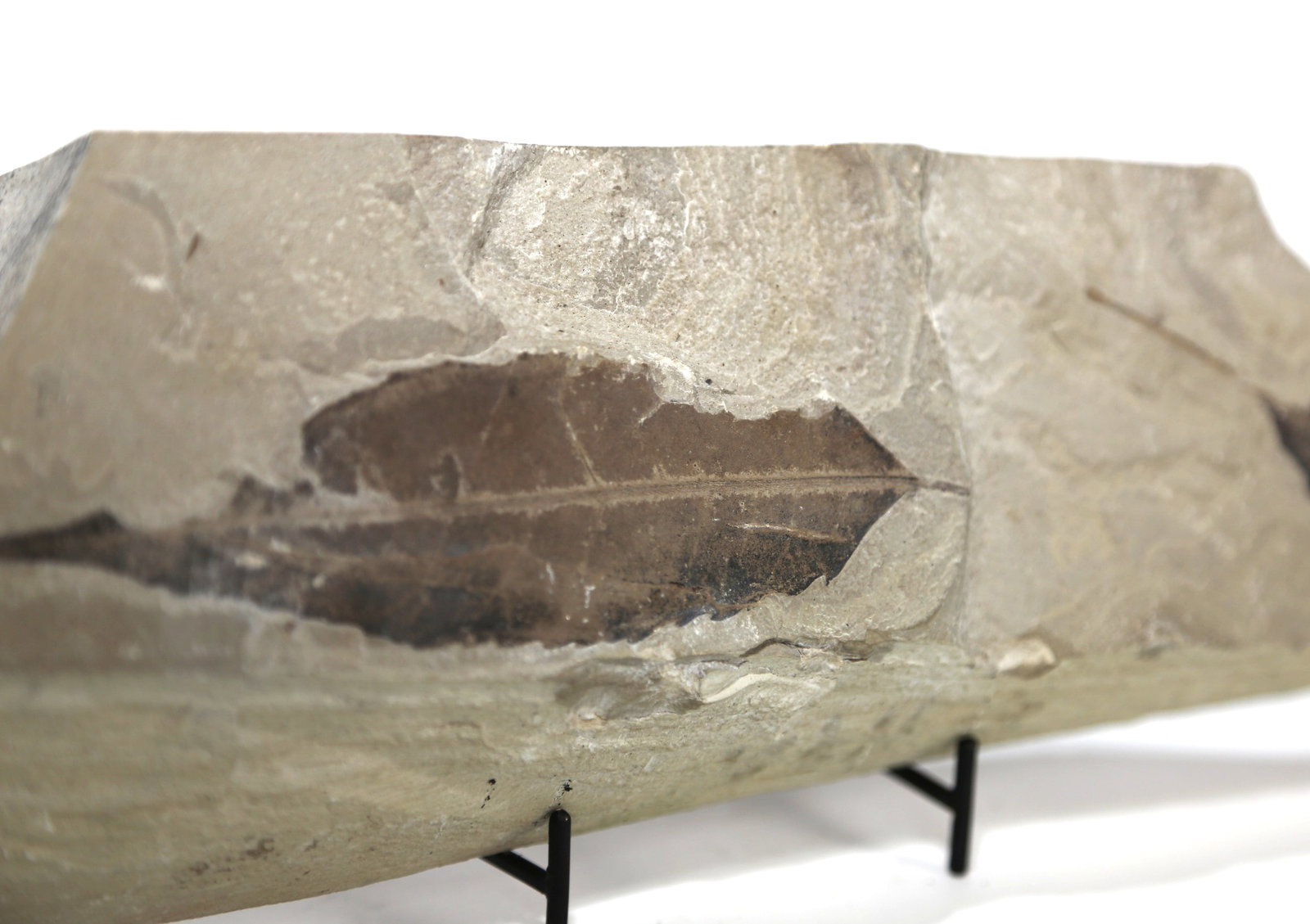 Green River Leaf Fossil - 2