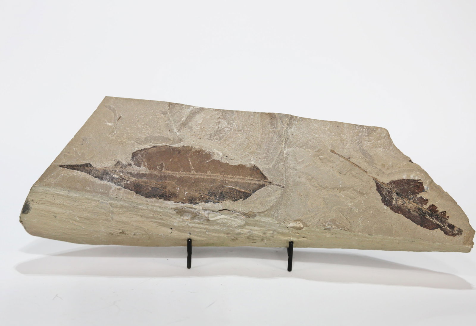 Green River Leaf Fossil - 3