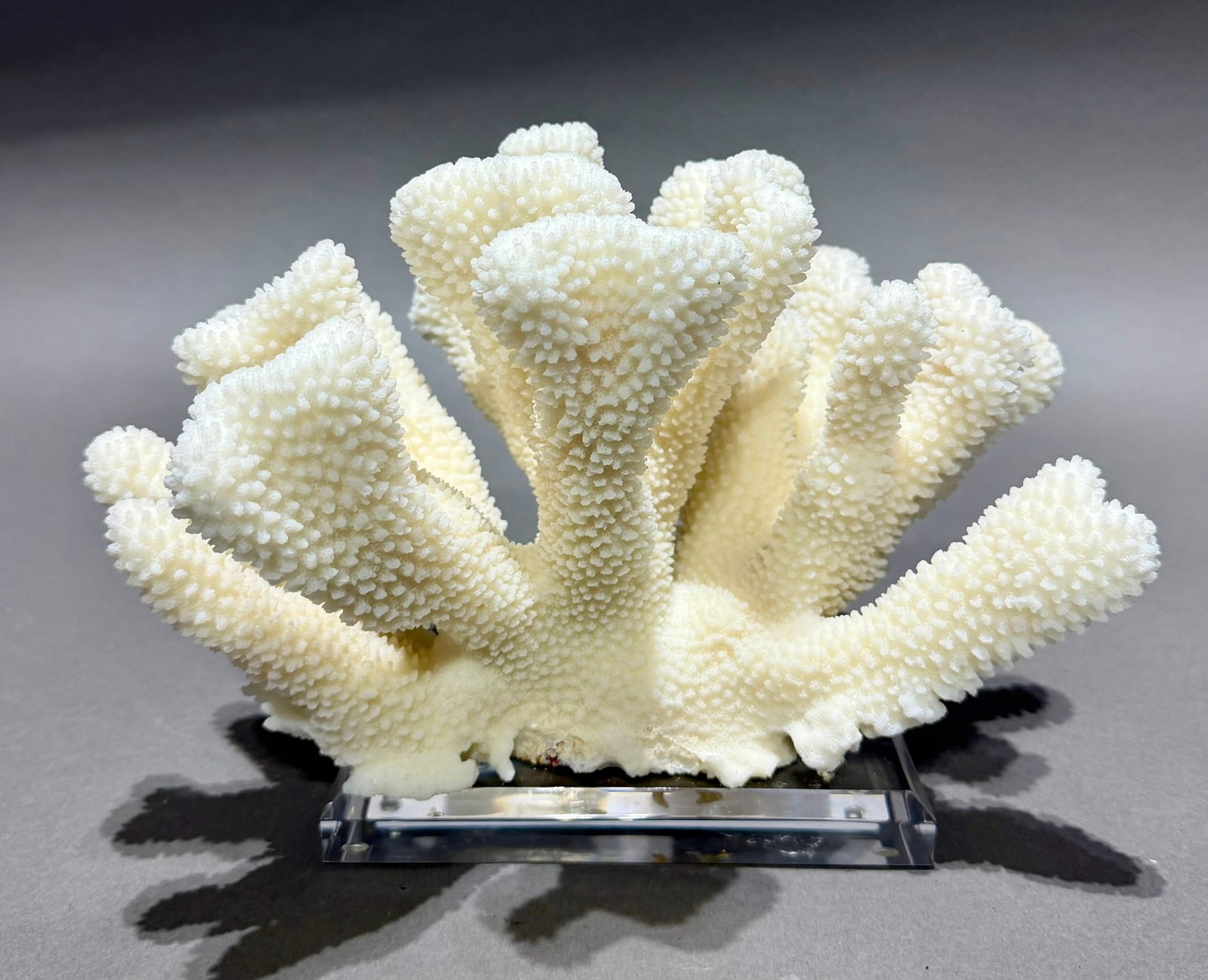 White Cauliflower Coral Formation on Lucite Stand (1 of 7)