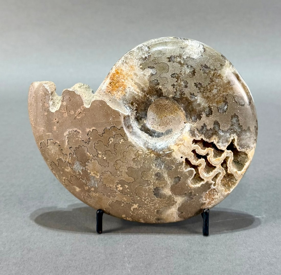 Polished Ammonite Fossil (1 of 4)