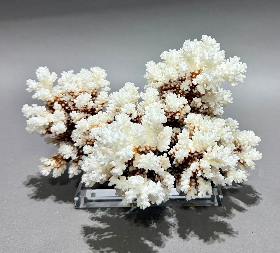 Brown Stem Coral Formation on Lucite Stand (1 of 7)