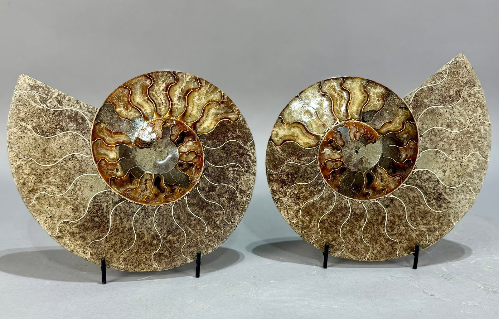 Large Split Ammonite Fossil Pair: Large split ammonite fossil pair from Madagascar. Each side is 7.25" x 8.75" x .75". 2,058 g total.
