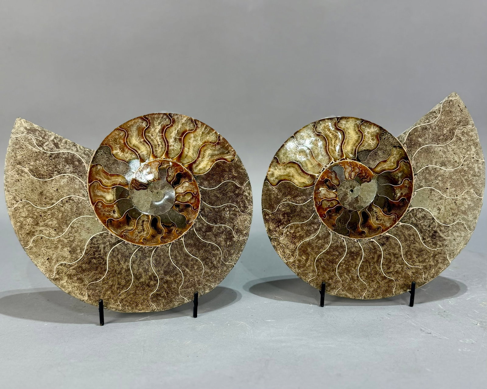 Large Split Ammonite Fossil Pair - 2