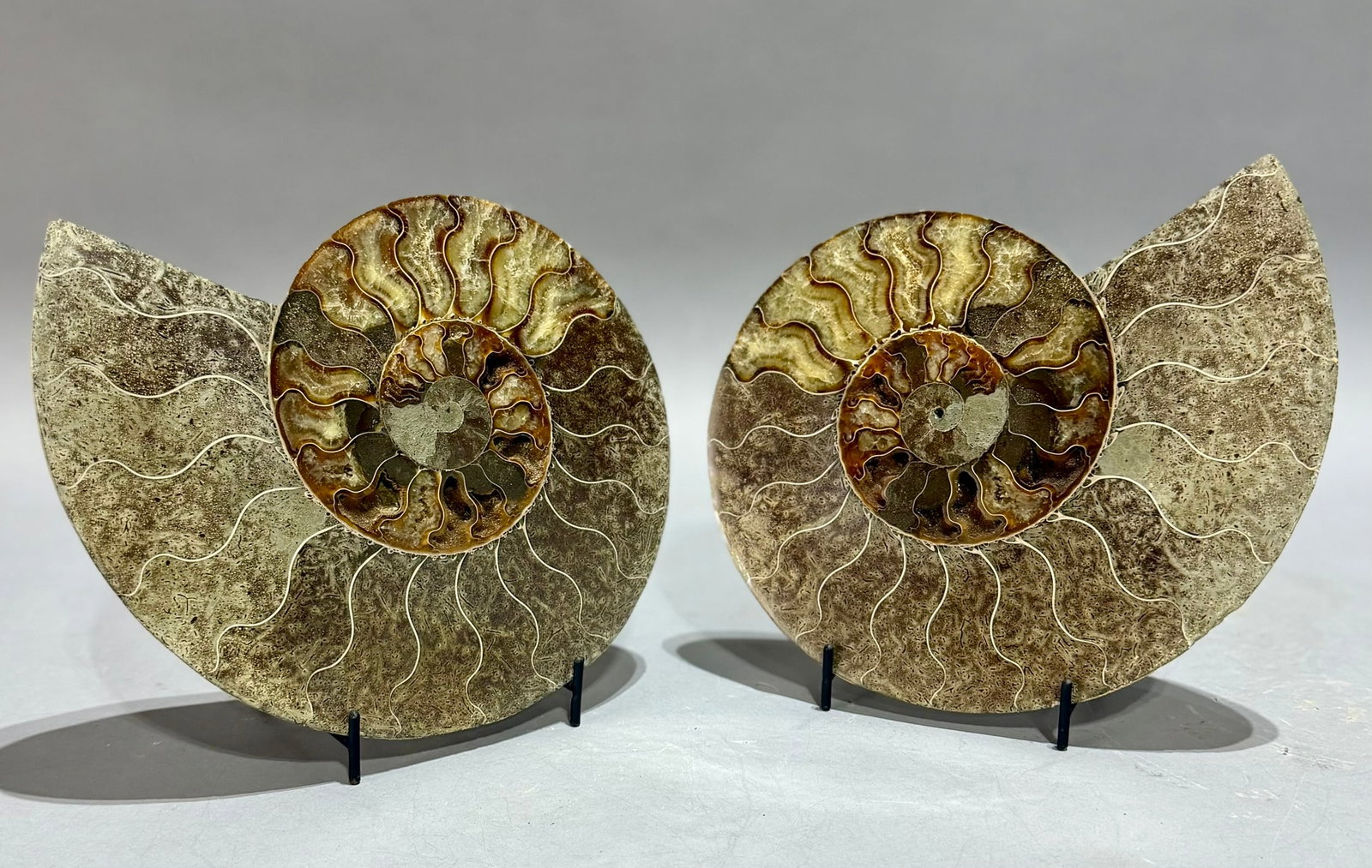 Large Split Ammonite Fossil Pair - 3