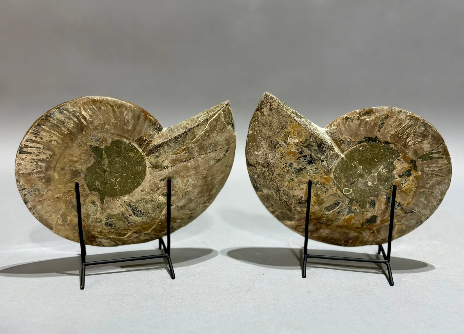 Large Split Ammonite Fossil Pair - 5