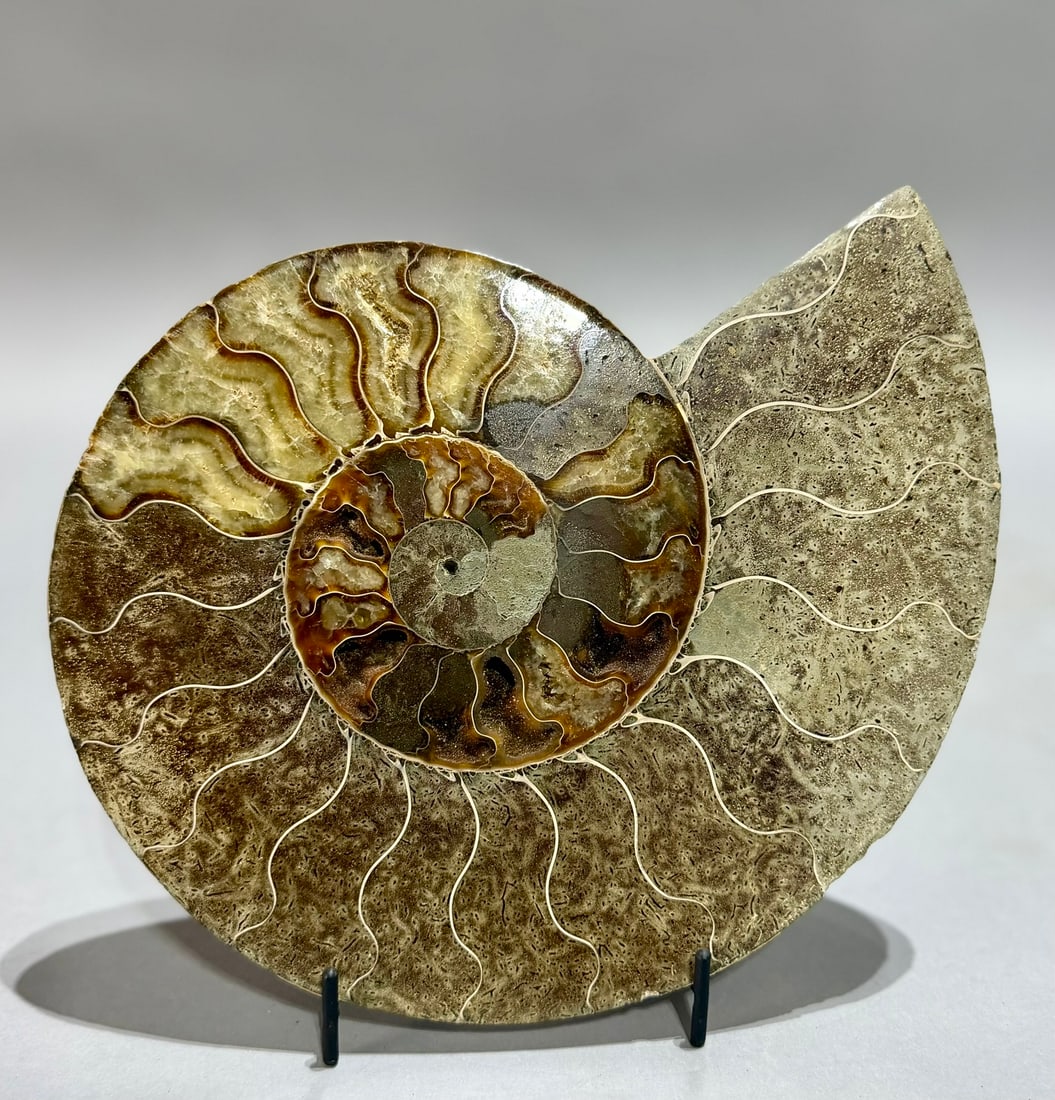 Large Split Ammonite Fossil Pair - 6