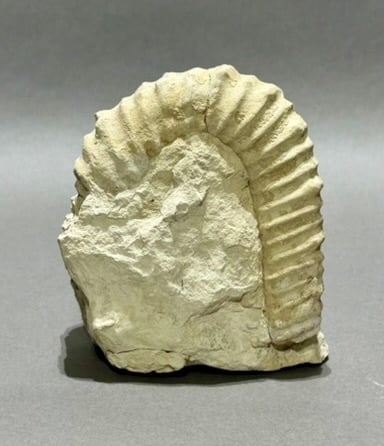 Oklahoma Ammonite Fossil: Ammonite fossil from Lake Texoma, Oklahoma. 4.5" x 4" x 2.75". 2.04 pounds.