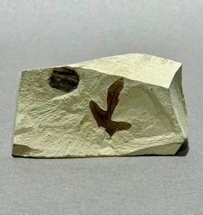 Balloon Vine and Seed Pod Fossil: Balloon vine and seed pod fossil from the Green River in Utah. 1.5" x 3" x 1". .34 pound.