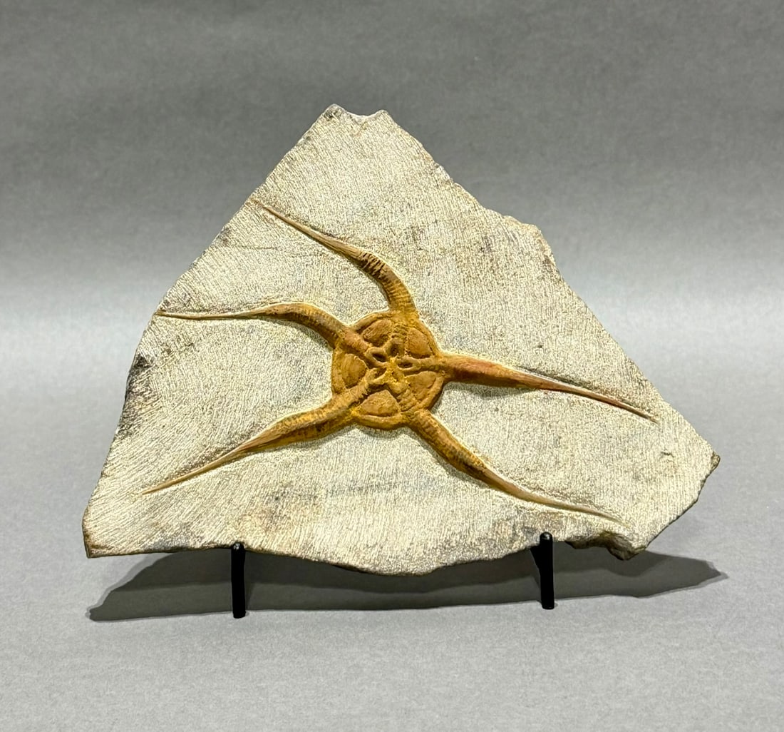Moroccan Jurassic Starfish Fossil: Moroccan Jurassic starfish fossil. 5.25" x 7" x .5". 1.26 pounds.