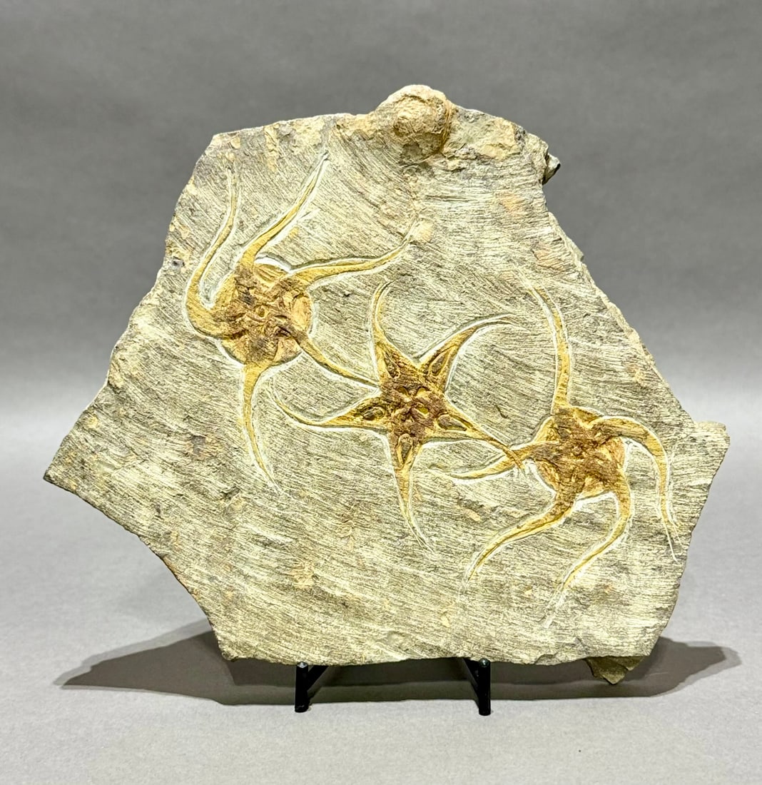 Moroccan Jurassic Triple Starfish Fossil: Moroccan Jurassic triple starfish fossil. 7.5" x 7.5" x 1". 3.02 pounds.