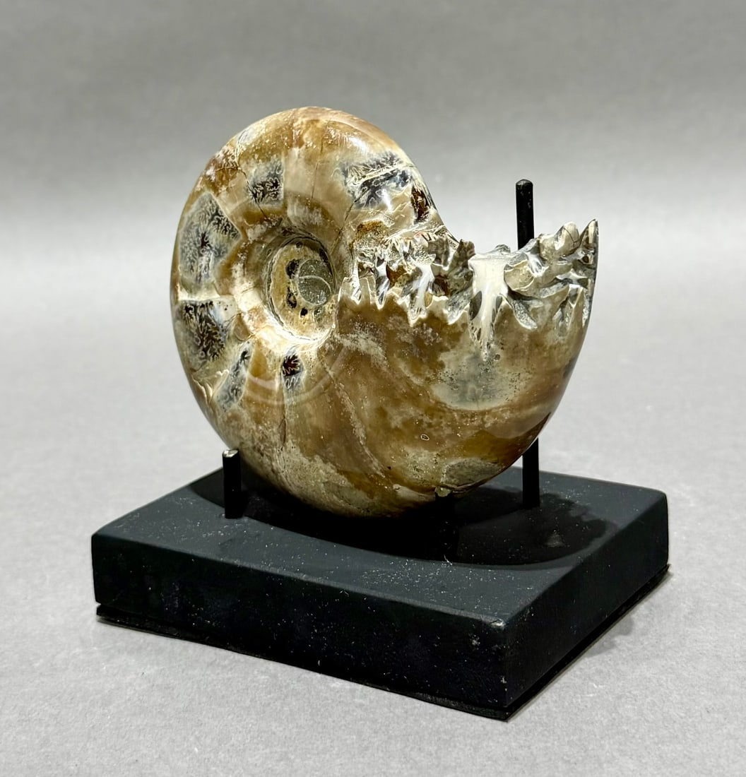 Polished End-Chambered Ammonite Fossil: Polished end-chambered ammonite fossil from Madagascar. 3.5" x 4.25" x 1.75". 1.04 pounds.