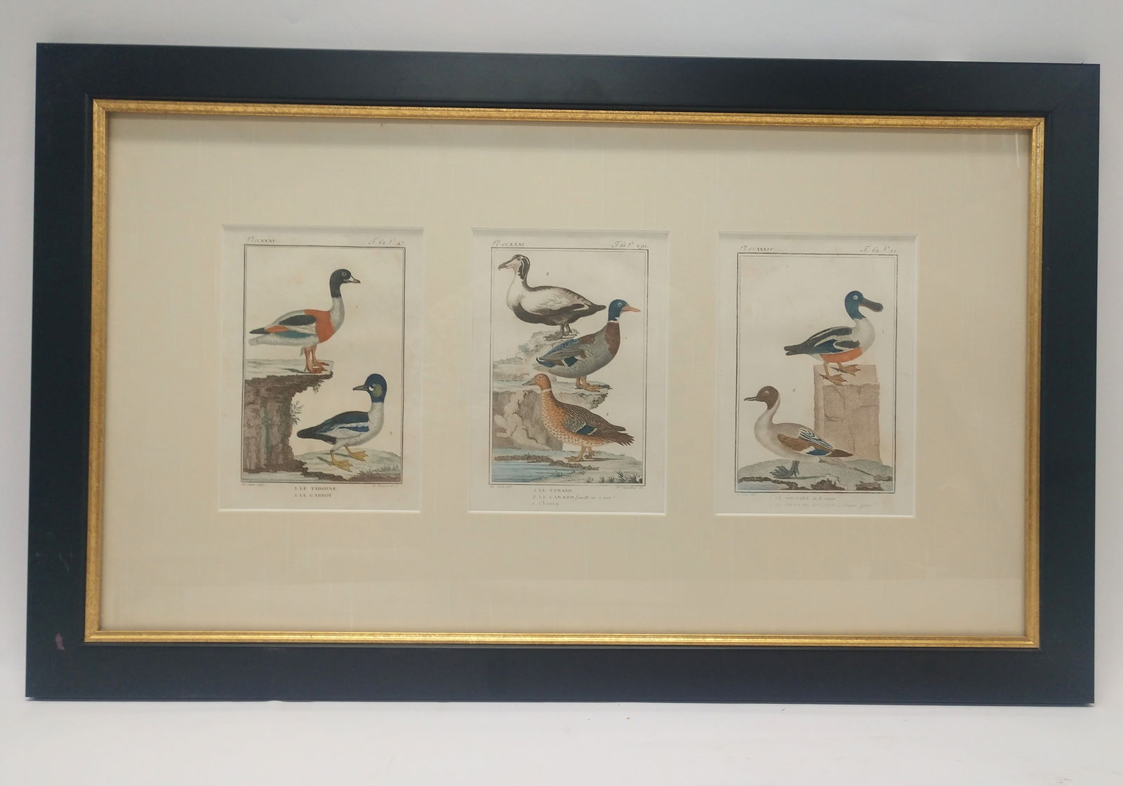 Nicely Framed Antique Buffon Duck Engravings. (1 of 5)
