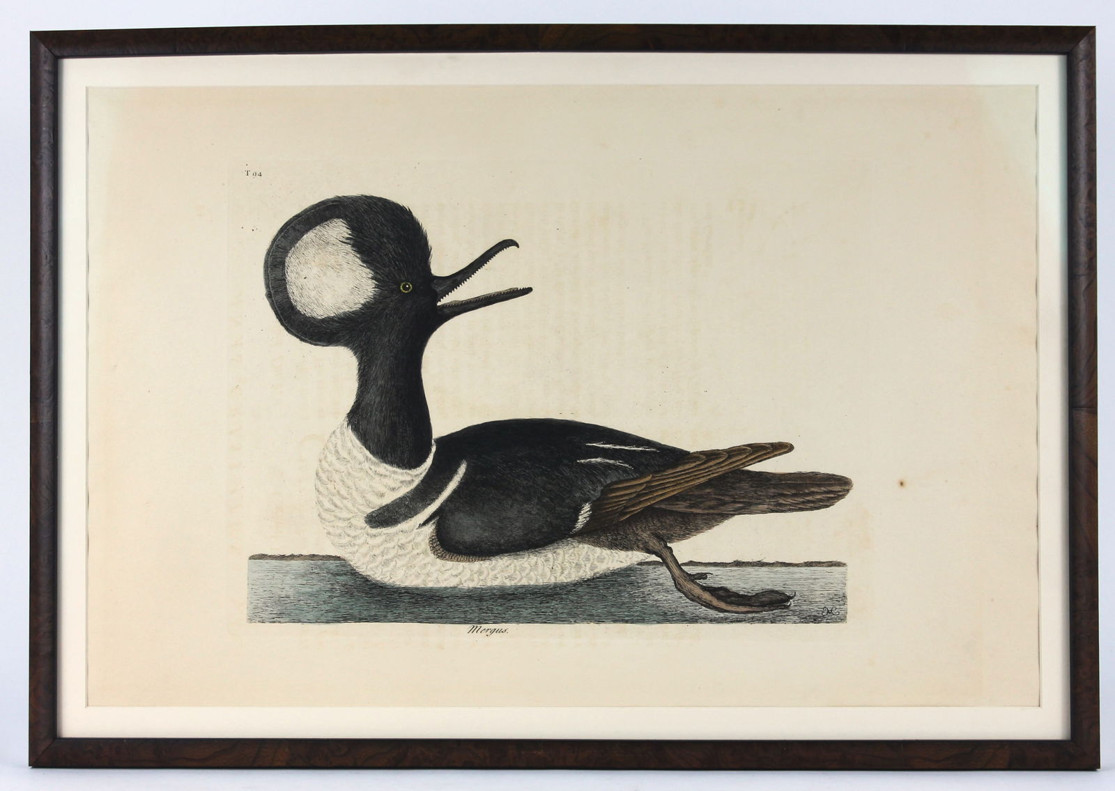 Mark Catesby Hooded Merganser Etching (1 of 7)