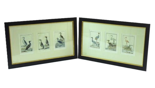 6PC Reproduction Audubon Avian Prints