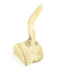 Petrified Whale Bone Vertebrae