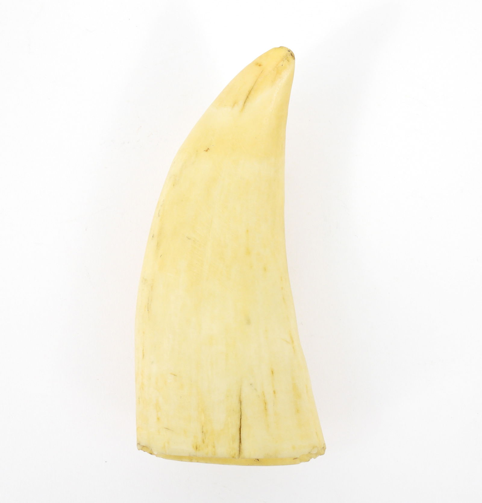 Antique Whale Tooth: Bone. Blank raw tooth with no scrimshaw engraving. Overall 2 1/4" x 5 1/4"