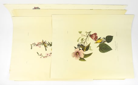 11PC Audubon Re Strike Collection