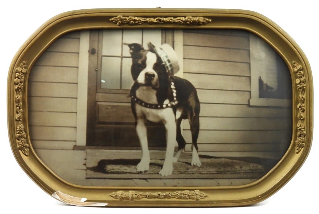 Boston Terrier Dog Framed Photograph: Whimsical black and white view of a Bull dog, Boston Terrier wearing a 1920s Boater style hat while standing on a porch. Antique convex glass frame with some lower edge finish loss.Measures 11" x 17"