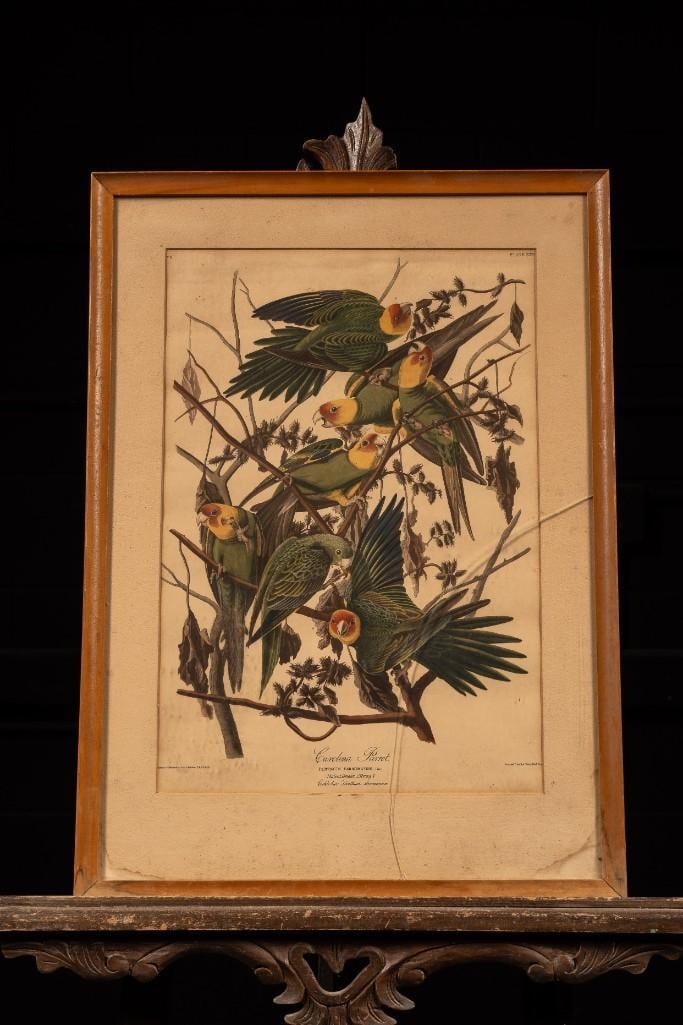 Framed Carolina Parrots Audubon Print (1 of 2)