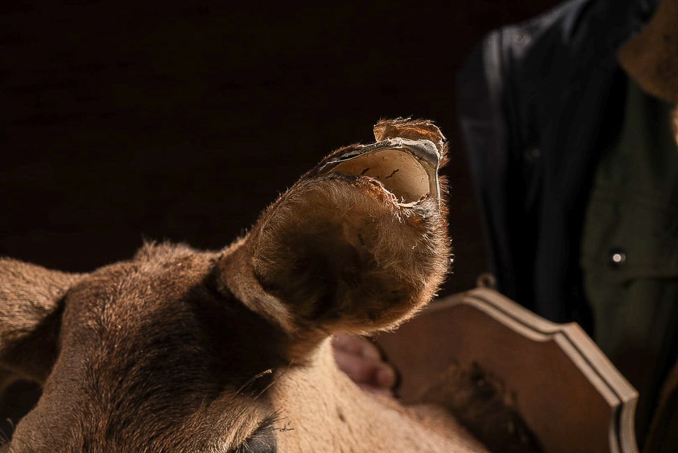 Deer Mount Wall Rack - 4