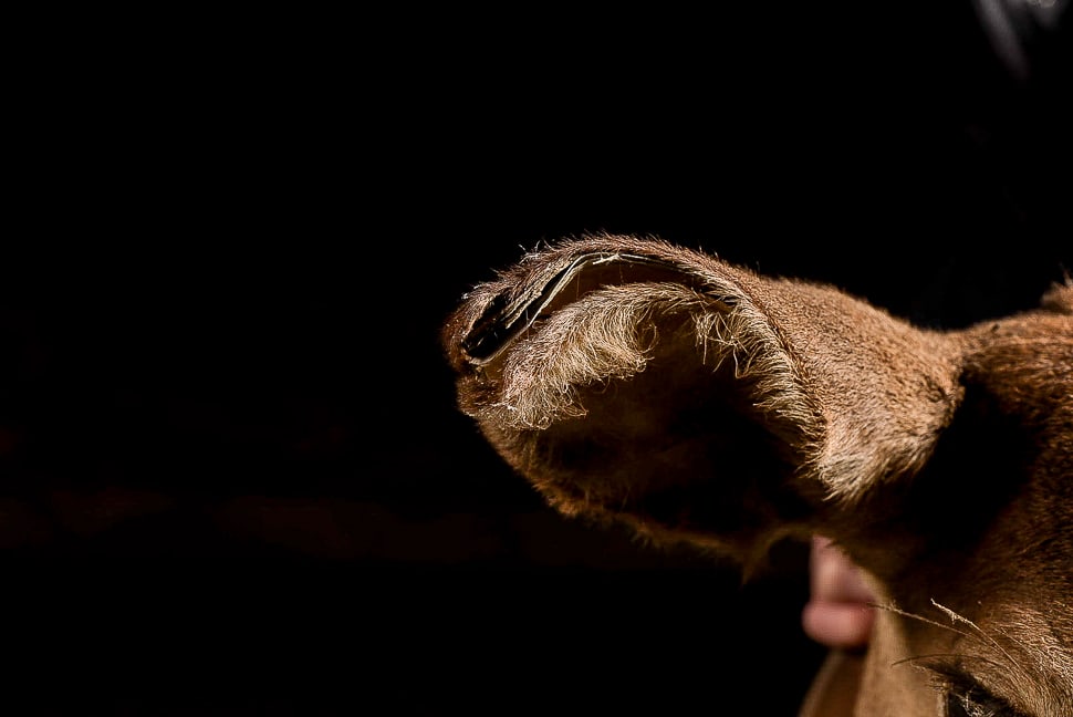 Deer Mount Wall Rack - 5