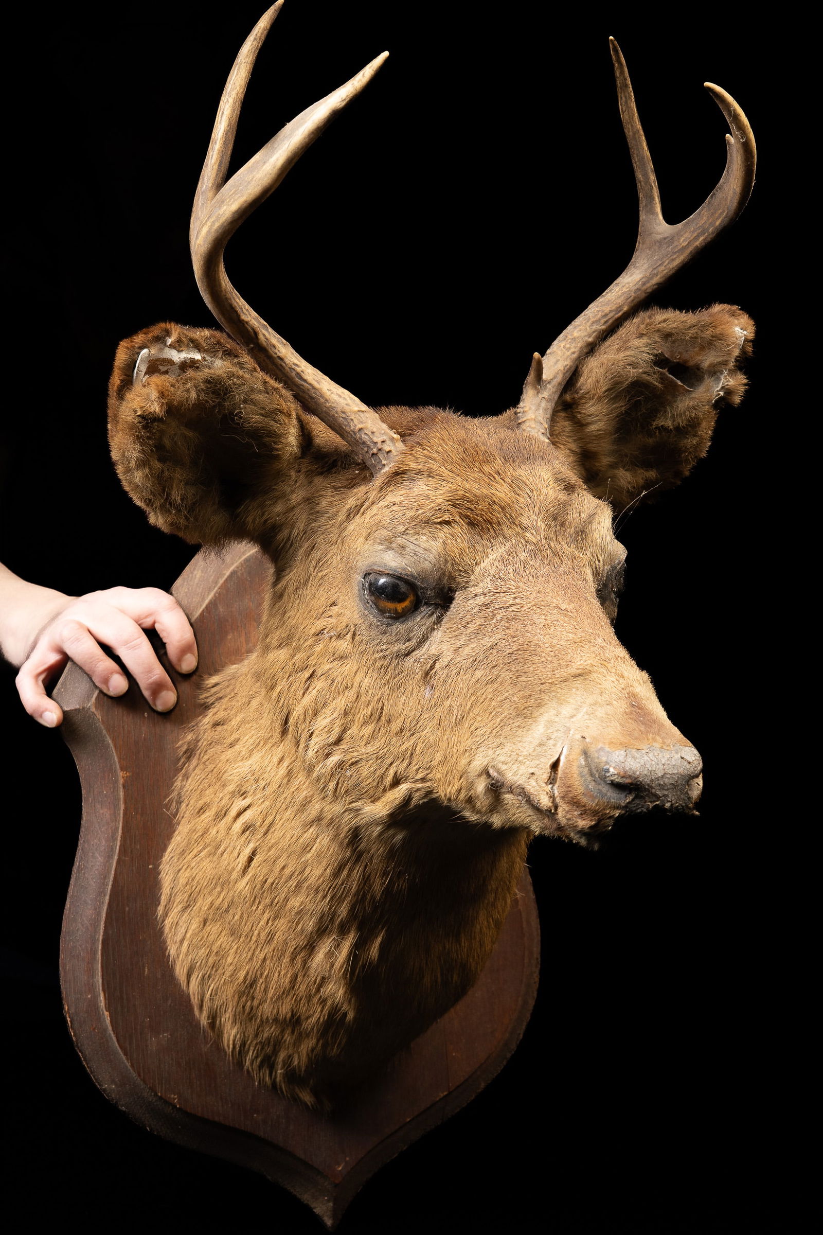 Vintage Whitetail Deer Taxidermy Mount: **NOTE: Any shipping quotes provided on this screen are provided by Live Auctioneers. For an in-house shipping quote on this lot, please reach out to us at rockauctiongallery@gmail.com.** C-19435