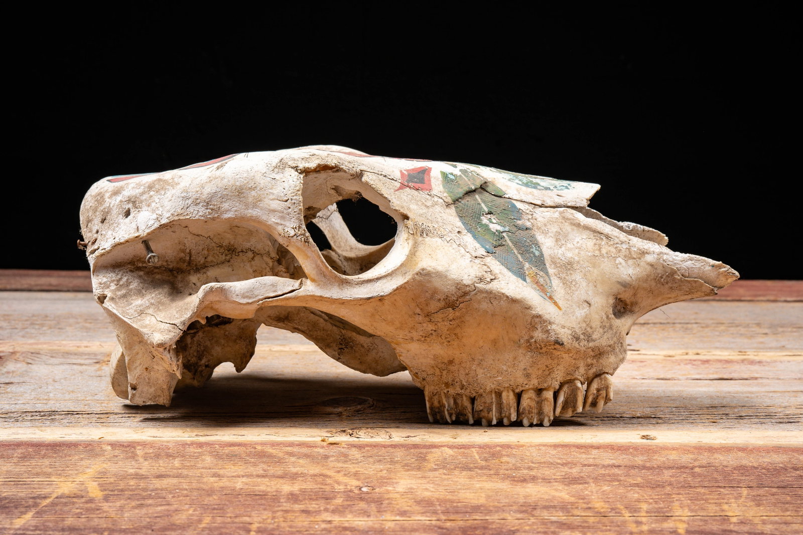 Painted Cattle Skull Decor - 2